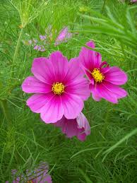 Pin On Flower Art Photos