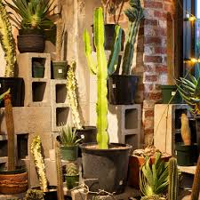 Image result for Euphorbia ingens