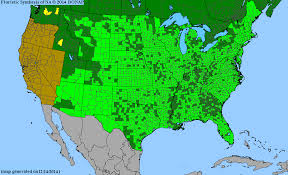 Image result for Schizachyrium platyphyllum