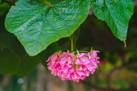 Image result for Dombeya