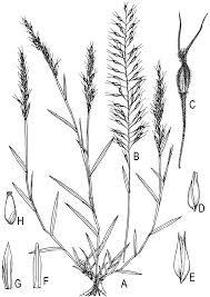 Image result for Sclerodactylon macrostachyum