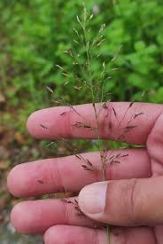 Image result for Eragrostis pilosa
