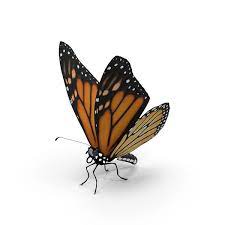 Monarch Butterfly Object Pixelsquid Com S10573200c Monarch Butterfly Images Monarch Butterfly Monarch Butterflies Art