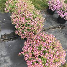 Image result for Jamesbrittenia