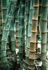Image result for Dendrocalamus