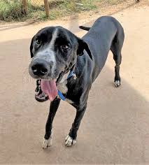 Maybe you would like to learn more about one of these? Paas Ride To Rescue To Transport 5 000th Dog To Colorado For Adoption On November 5 Paas Vinita