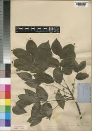 Image result for Fagaropsis