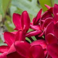 You can also ask questions if you are new to plumeria growing. Bargain Rooted Deep Red Plumeria Frangipani Cuttings Gardening Plants On Carousell