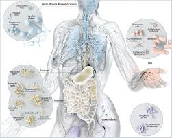 The Human Microbiome Via Scientific American Microbiome Scientific American Microbiology