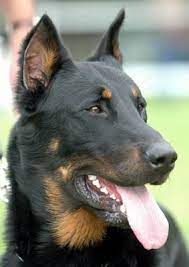 berger de beauce chien beauceron portraits de chiens photo chien