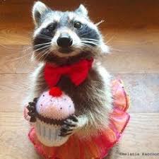 Check spelling or type a new query. 40 Raccoon S In Clothes Ideas Cute Raccoon Pet Raccoon Trash Panda