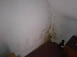 Bilder von gruner schimmel im schlafzimmer einrichtung grüner farben von grüner schimmel im schlafzimmer bild. Was Tun Bei Schimmel Im Schlafzimmer