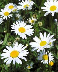 Pin On Gardening Tips And Ideas