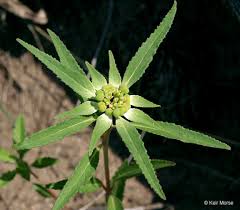 Image result for Euphorbia davyi