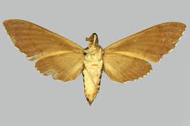 Image result for Hunteria myriantha