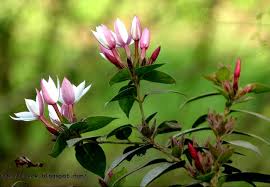 Image result for Jasminum multiflorum