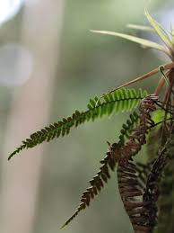 Image result for Lellingeria