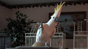 Shake a tail feather lyrics. Shake Your Tail Feather Study Finds Cockatoos Love To Dance News Dw 09 07 2019