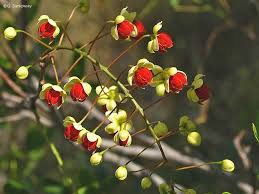Image result for Cassia burttii
