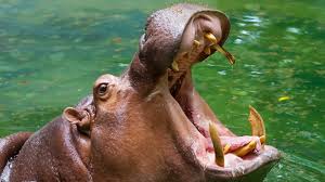 Hippopotamus hippo in the zoo. The Highest Paid Person In The Meeting Is The Most Dangerous Voice According To Wharton S Adam Grant Inc Com
