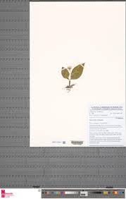 Image result for Liparis mulindana