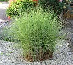 Miscanthus Sinensis Morning Light Chinaschilf Graser Garten Graser Pflanzen Und Bepflanzung
