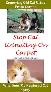 Cat Pee Deterrent How To Get Rid Of Cat Pee Smell On Bed Cat Pee Kitty How To Stop Cat Spraying Front Door Cat Cat Spray Male Cat Spraying Flea Spray