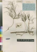 Image result for Orthanthera