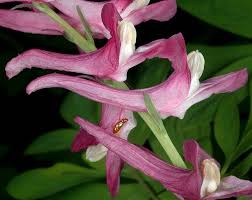 Image result for Corydalis