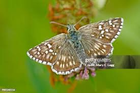 313 Mary Clover Stock Photos, High-Res Pictures, and Images