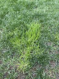Image result for Poa