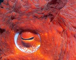 Giant Pacific Octopus I Love Pacific Octopuses Giant Pacific Octopus Red Octopus Octopus Eyes