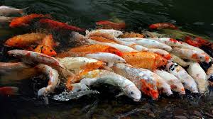 Jika luas kolam ikan koi sebesar itu, maka 1/3 nya adalah filter untuk membuang limbah kotoran ikan koi. Tips Membuat Kolam Ikan Koi Untuk Halaman Minimalis Jual Ikan Koi Blitar Super Murah Harga Langsung Peternak Ikankoiblitar Com
