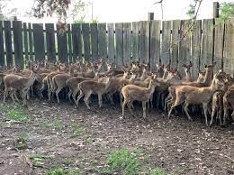 Datuknya mempunyai sebuah ladang penternakan itik di. Pertanian Penternakan Videos Facebook