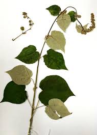 Image result for Wissadula