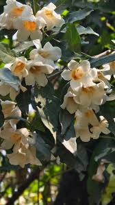 Image result for Rothmannia urcelliformis