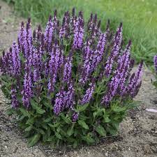 Pin On Outside Landscape