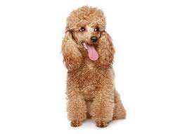 Poodle Dog Breed Information Facts Lifespan