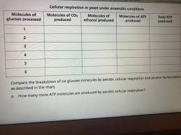 Solved Cellular Respiration In Yeast Under Anaerobic Cond