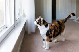 Ich nehme öfters mal unseren stuben tieger mit in die wohnung. Die 10 Goldenen Regeln Fur Den Freigang Herz Fuer Tiere De