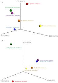 Image result for Buchnera affinis