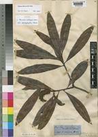 Image result for Faurea saligna