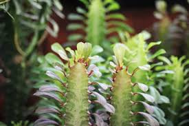 Image result for Euphorbia dedzana