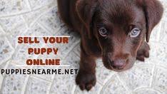 Of course, that doesn't mean you shouldn't own one. 67 Puppies Near Me Ideas In 2021 Puppies Puppies Near Me Cute Puppies