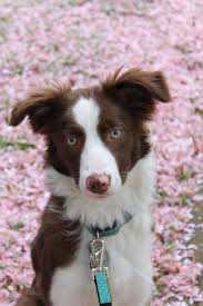 Border collie names border collie puppies yorkshire towns different colored eyes cute borders blue eyed girls chocolate girls bestest friend best dog breeds. Orion Border Collies Tango