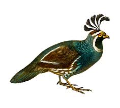 736 x 548 file type: Free Vector California Quail Callipepla Californica