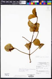 Image result for Oliverella rubroviridis