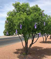 Maybe you would like to learn more about one of these? The Texas Mountain Laurel Tree A Great Flowering Desert Evergreen Tree