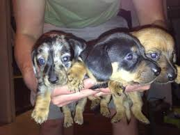 Puppies are long and smooth coat, solid and dappled. Dachshund Puppies For Sale In Reno Nevada Classified Americanlisted Com