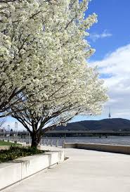 Spring In Canberra Australia Canberra Australia Australia Capital Australian Capital Territory